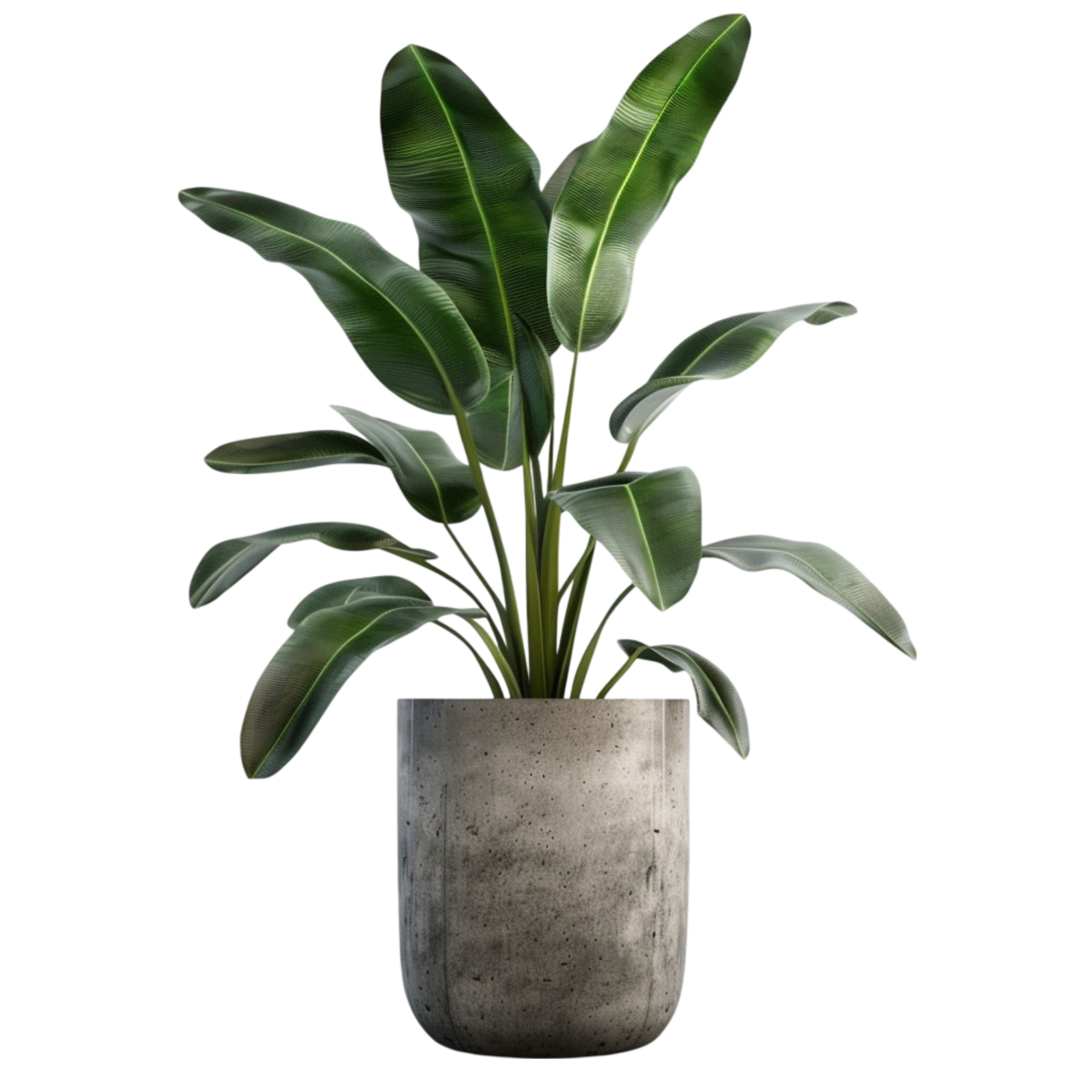 Indoor plant decor for furniture showroom display